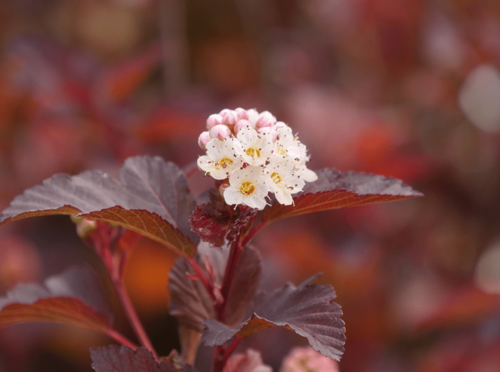 Ginger Wine Ninebark