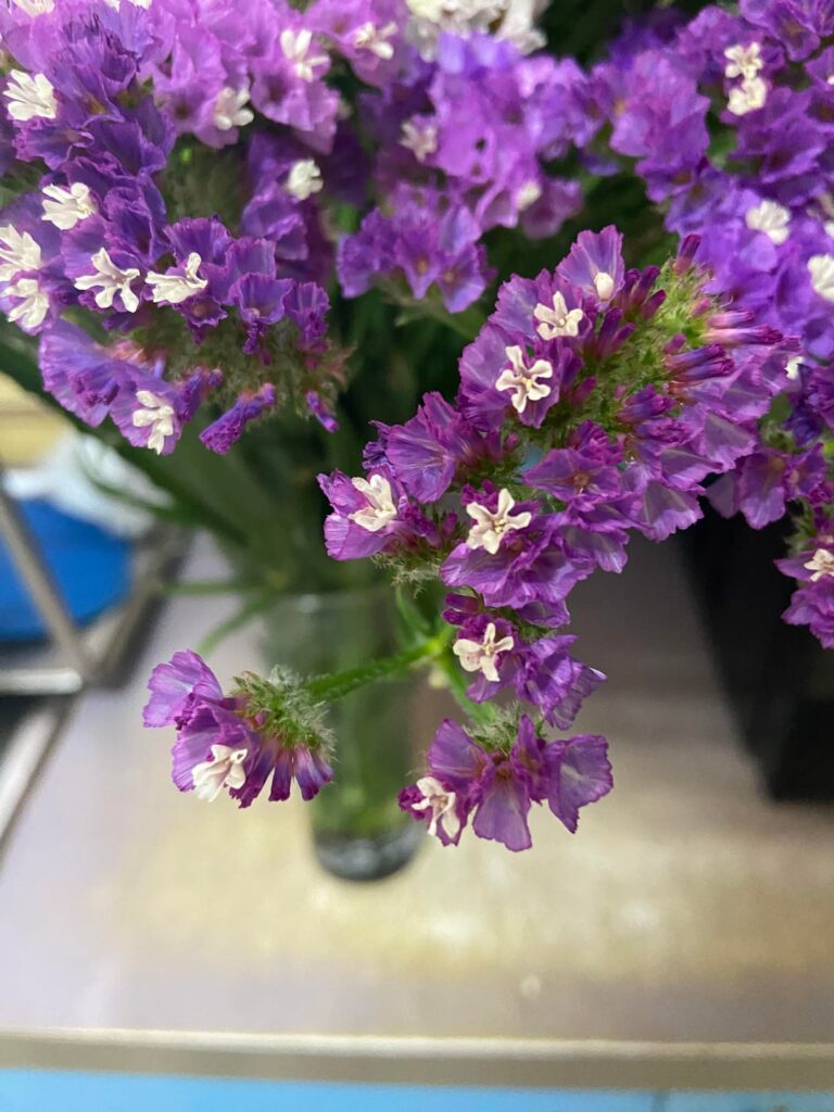 What are these flowers I was gifted?