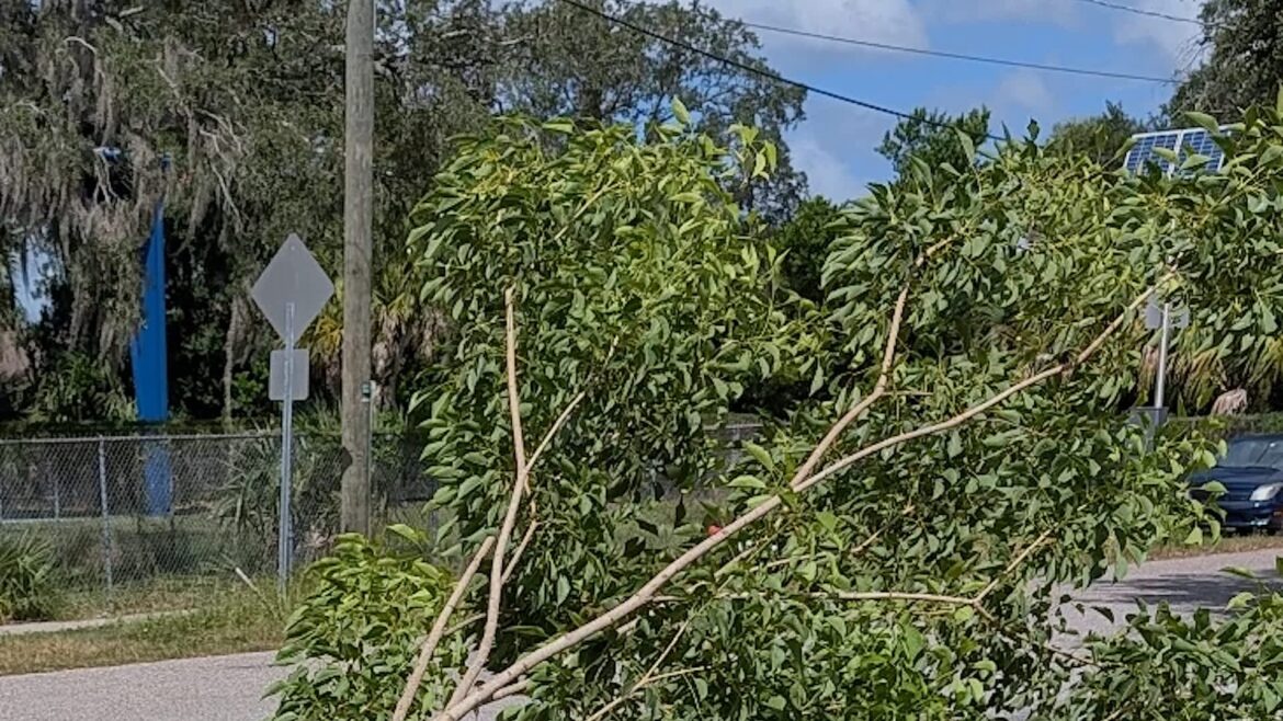 ‘You’re fighting a losing fight’ One Reddit user discovered that their tree was plagued by girdling roots and turned to the r/arborists community for help.