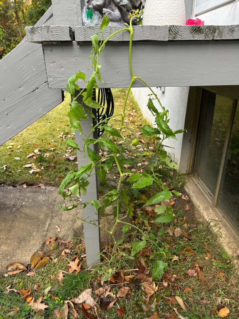 Accidental tomato plant – can I transplant? Accidental tomato plant - can I transplant?