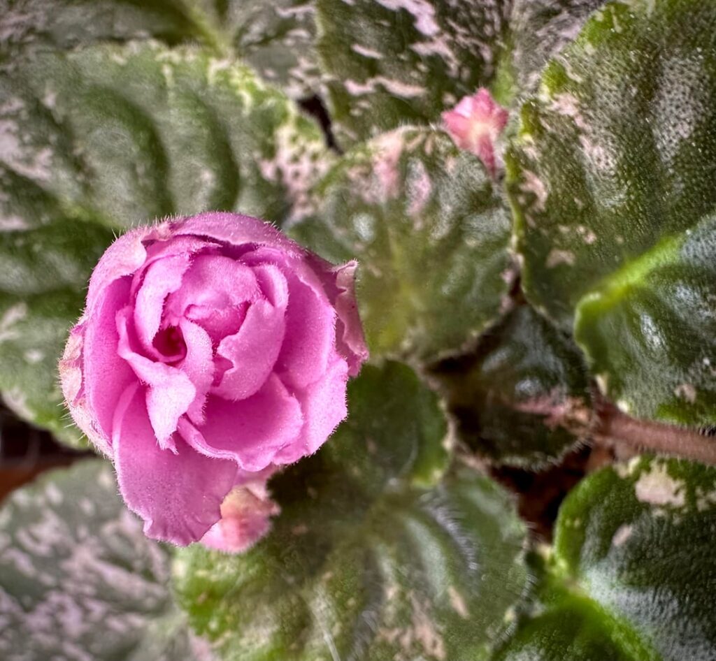 Rose boquet