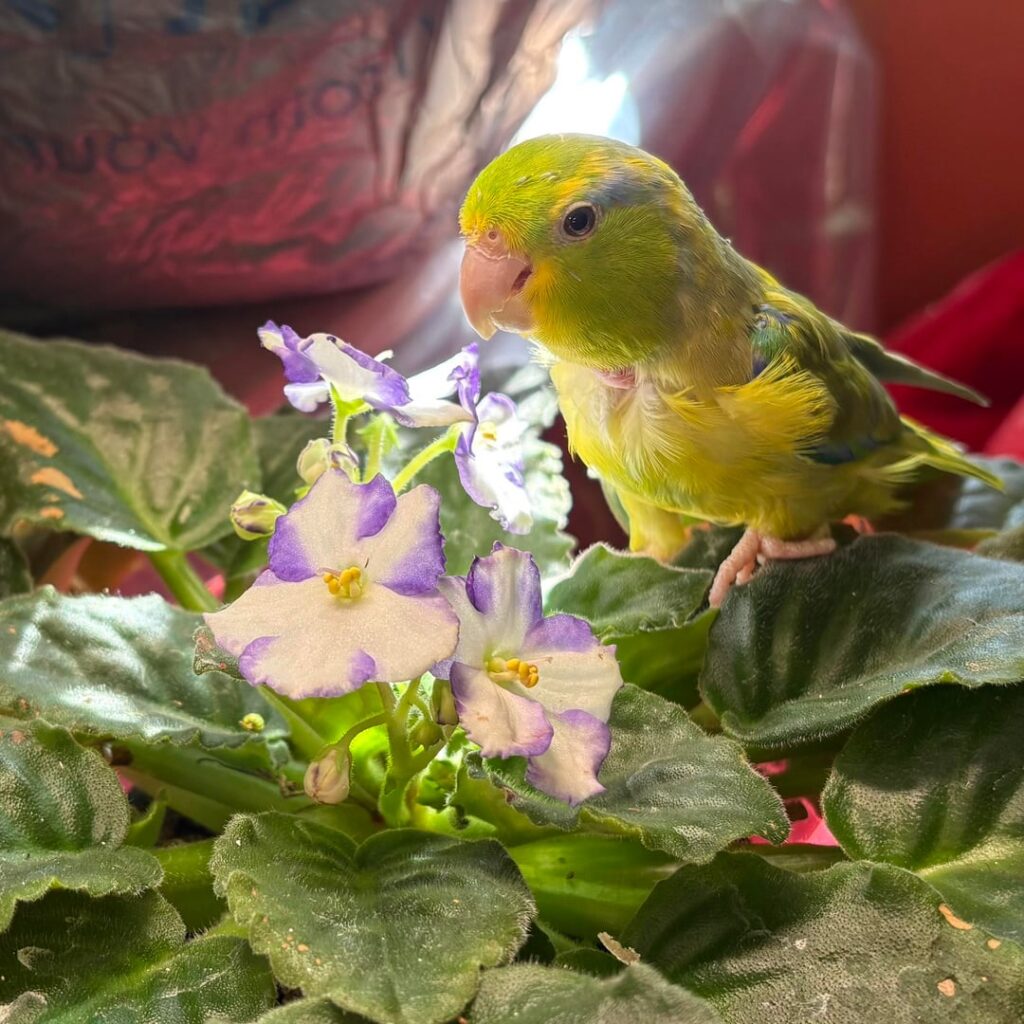 Bird for scale