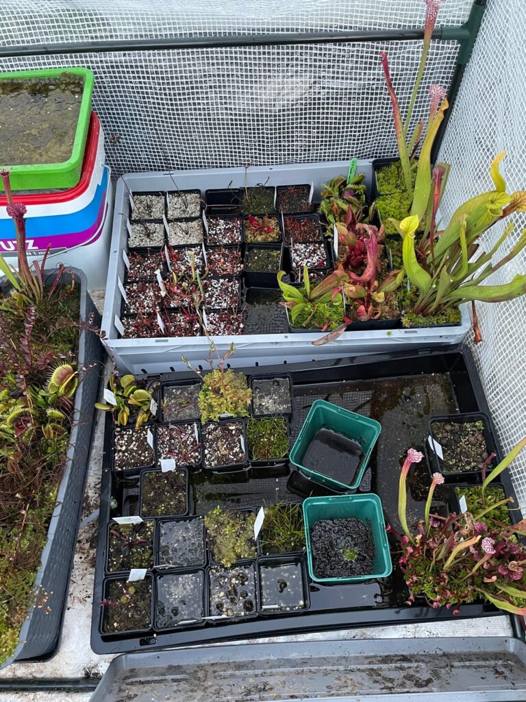 Everything is in the overwintering tent now. And now we wait for spring…