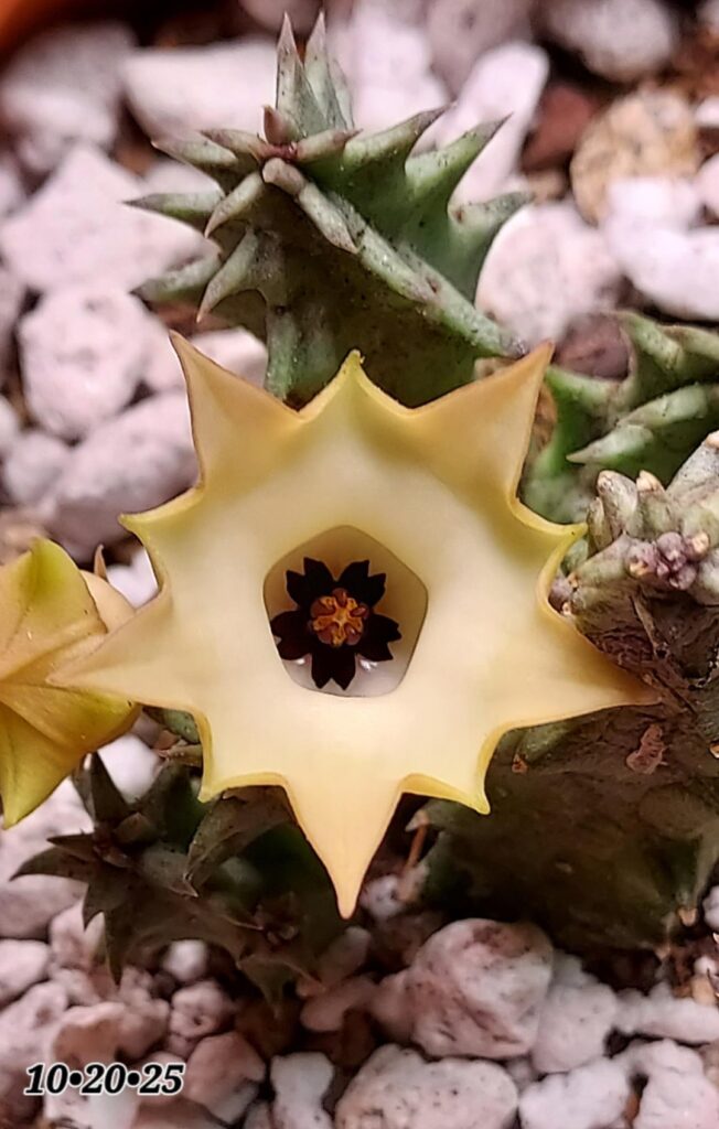 The wait is over! Huernia bayeri (H. thuretii)
