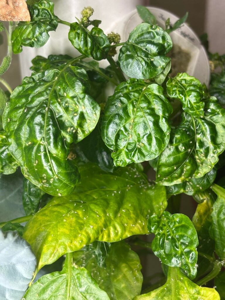 How to get rid of pests for our hydroponic farm 🥲 How to get rid of pests for our hydroponic farm 🥲