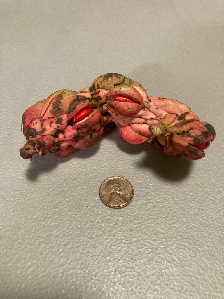 What is this weird seed pod? (Pacific Northwest, USA)