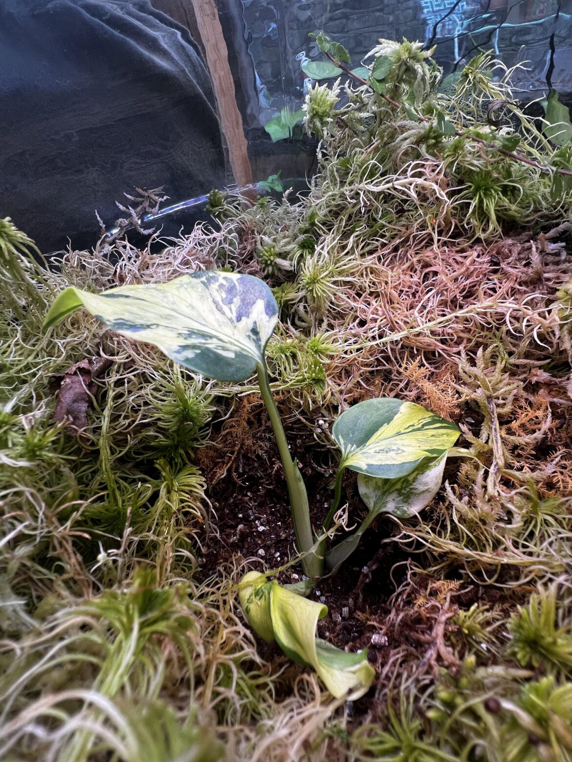 Monstera ‘Electro Light’