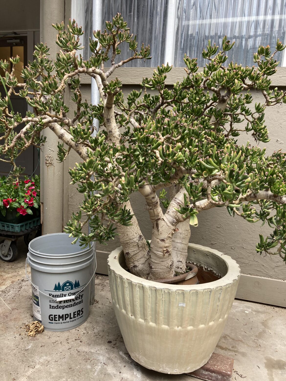 Giant Jade at a Greenhouse