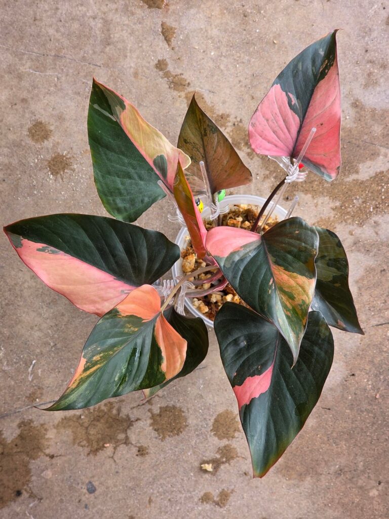 I heard yall like ✨DIAMONDS✨