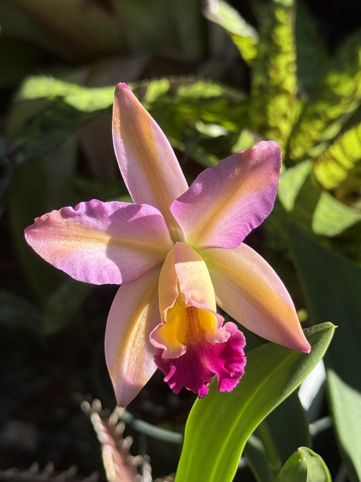 nice surprise in my garden today!