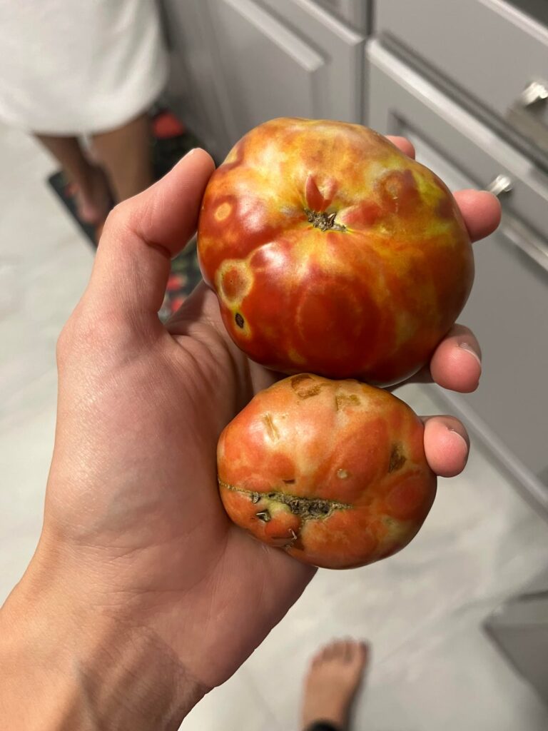 Tomato issue Tomato issue