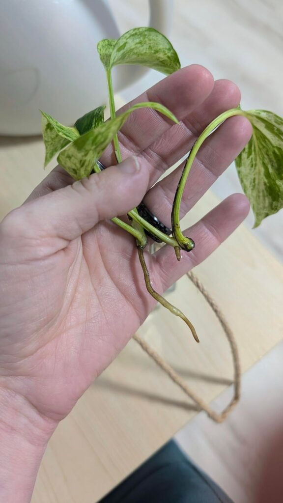 The sprouts that Reddit said were fated to die