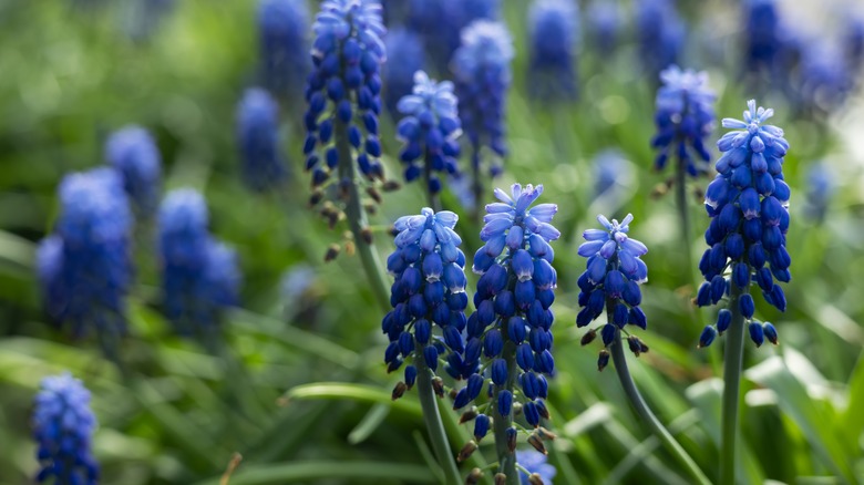 Blue flowers of grape hyacinth in bloom
