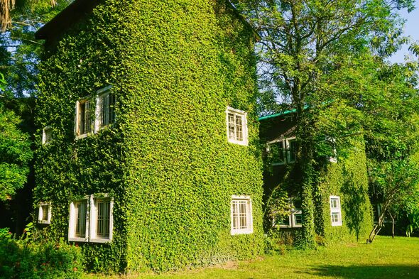 Green ivy-covered house in a lush garden setting under bright sunlight, perfect eco-friendly architecture concept for nature, sustainability, and gree