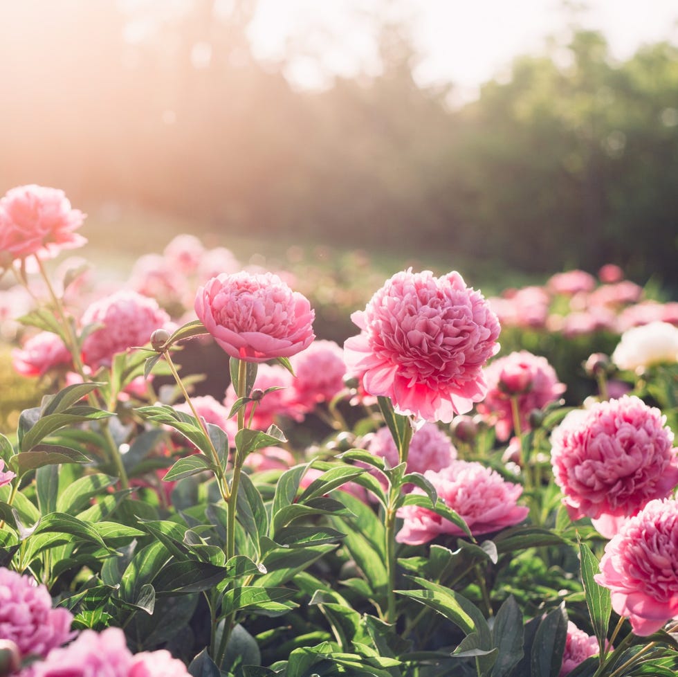 a group of pink peonies in a field with the sun shining on them