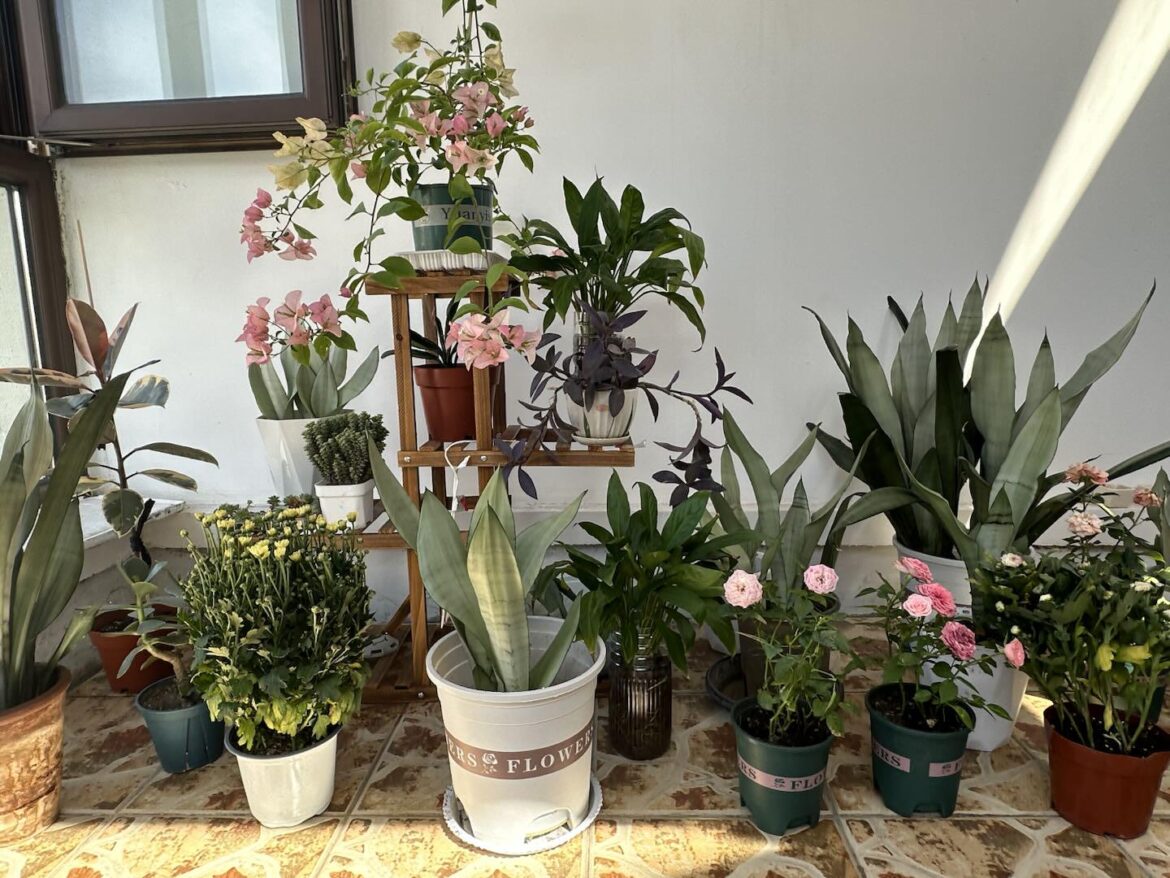 Group photo of all my plants