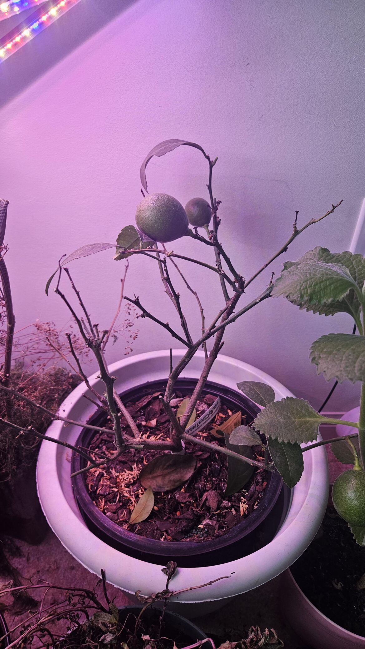 Help! Meyer Lemon Help! Meyer Lemon