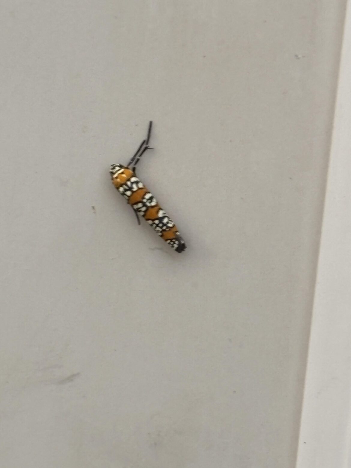 ailanthus webworm moth