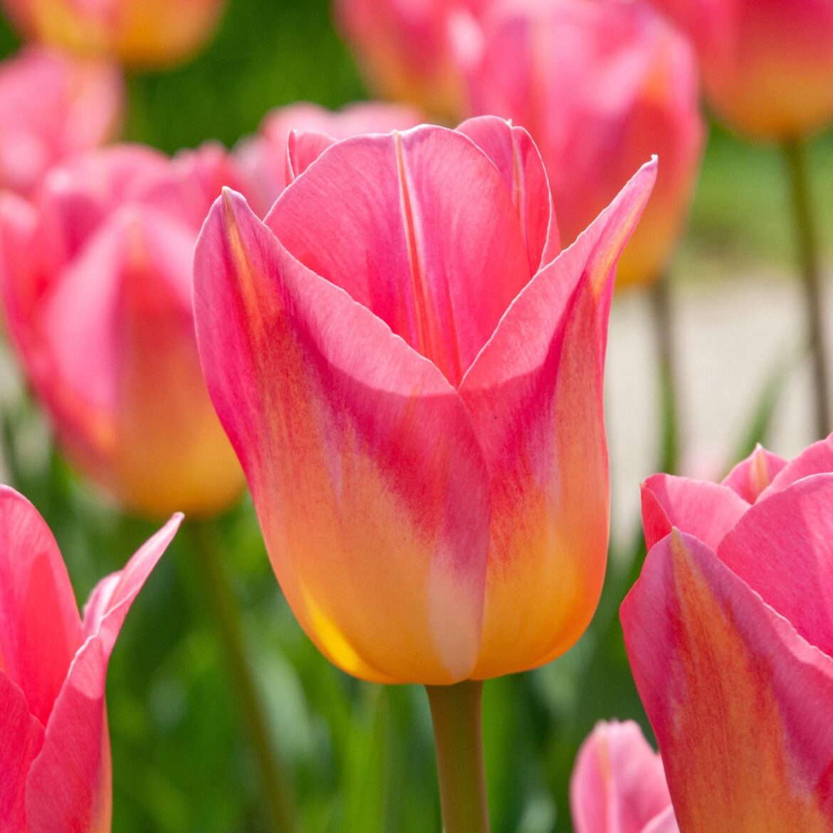 Tulips in containers?