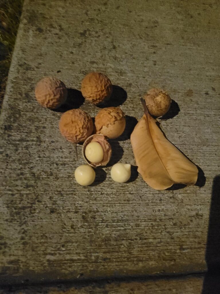 Hawaii Nut Identification