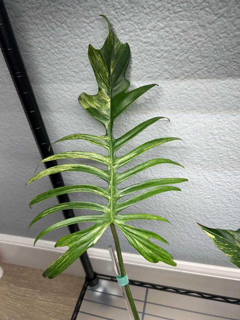 Florida beauty x tortum