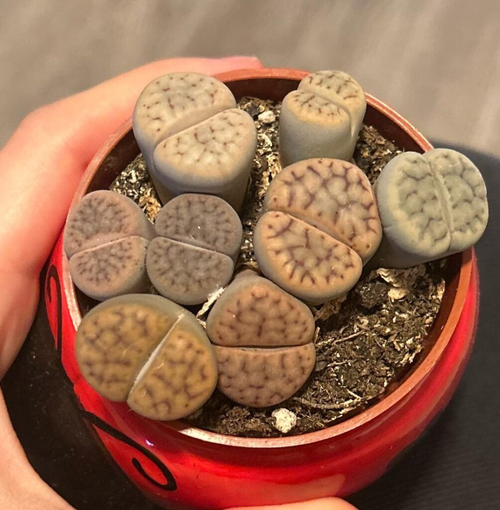 Are my babies healthy? Are my babies healthy?