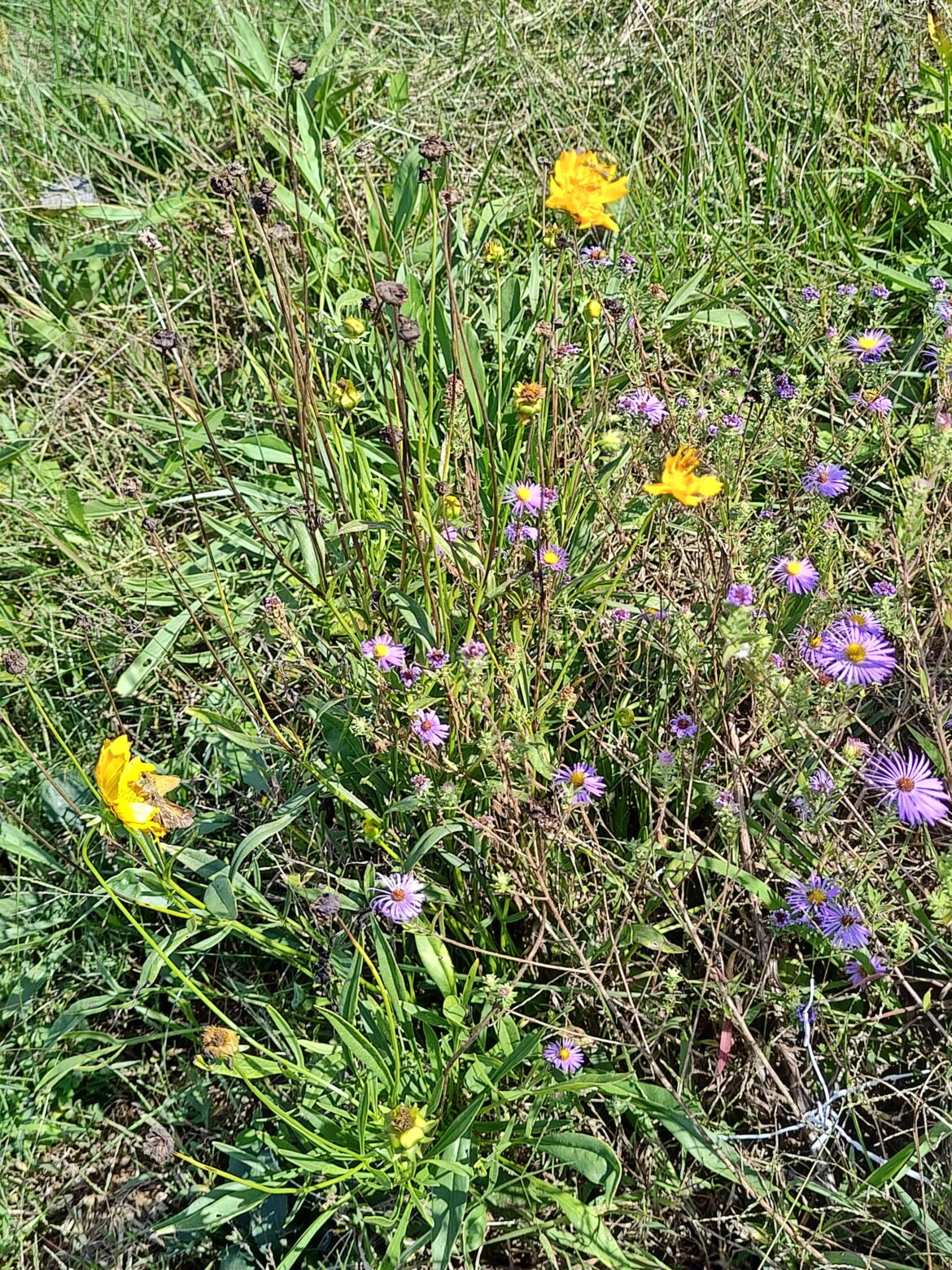 Coreopsis still going