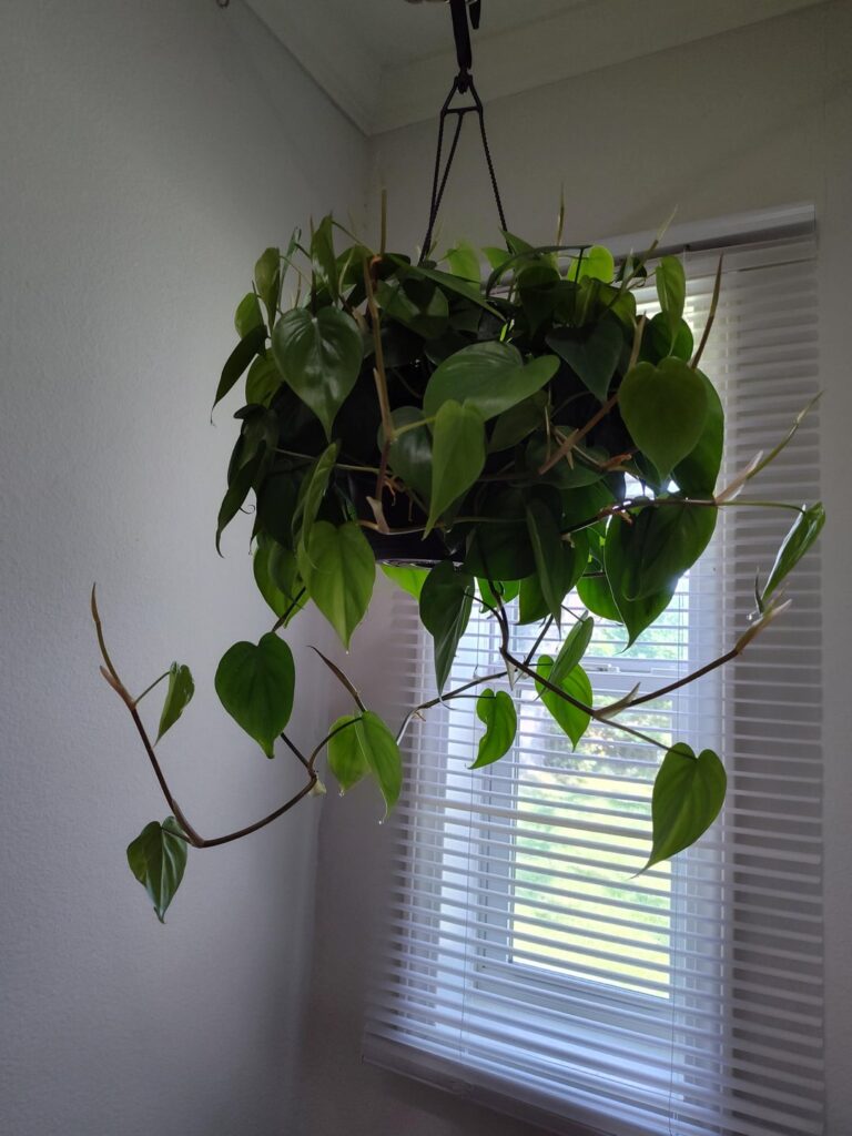 My husband gifted this to me. Why is it crying?