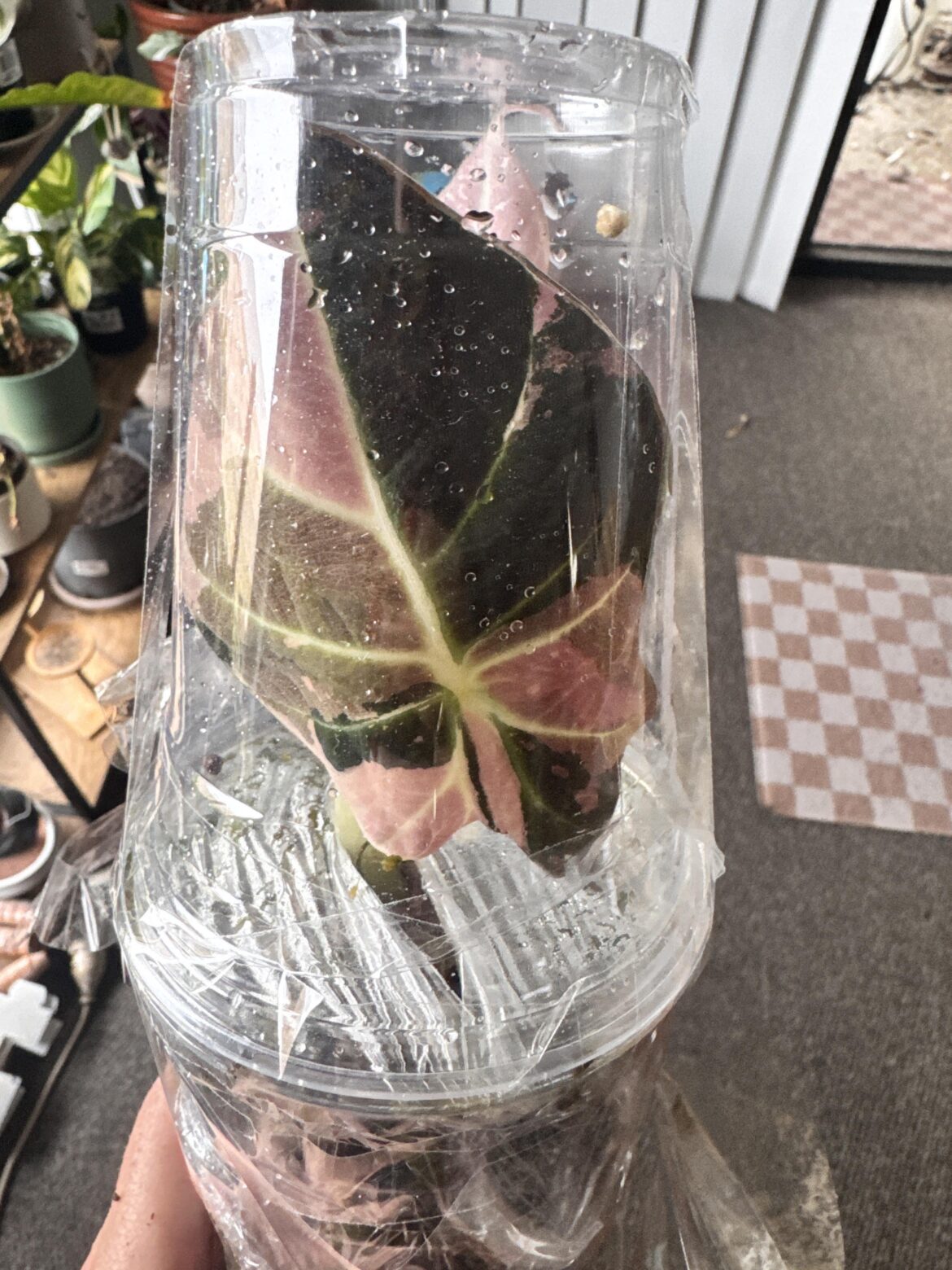 I am now the teary eyed deliriously delighted owner of this absolutely stunning Alocasia Black Velvet Pink Variegata. I have named her Alannah. Iykyk