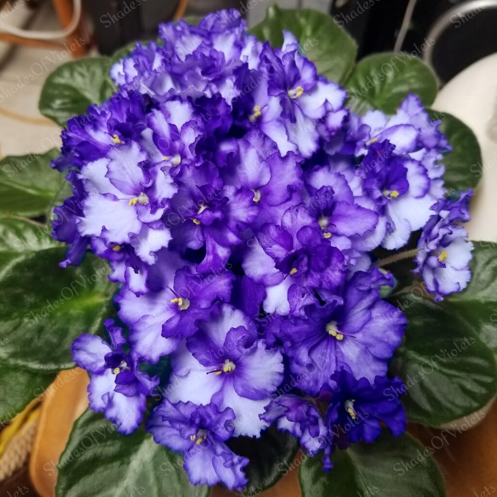 Noids are also beautiful even without a name🤗