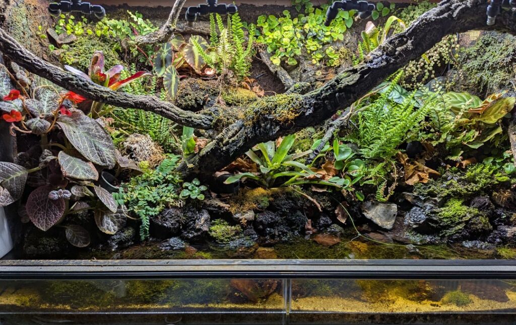 Paludarium 5 months in