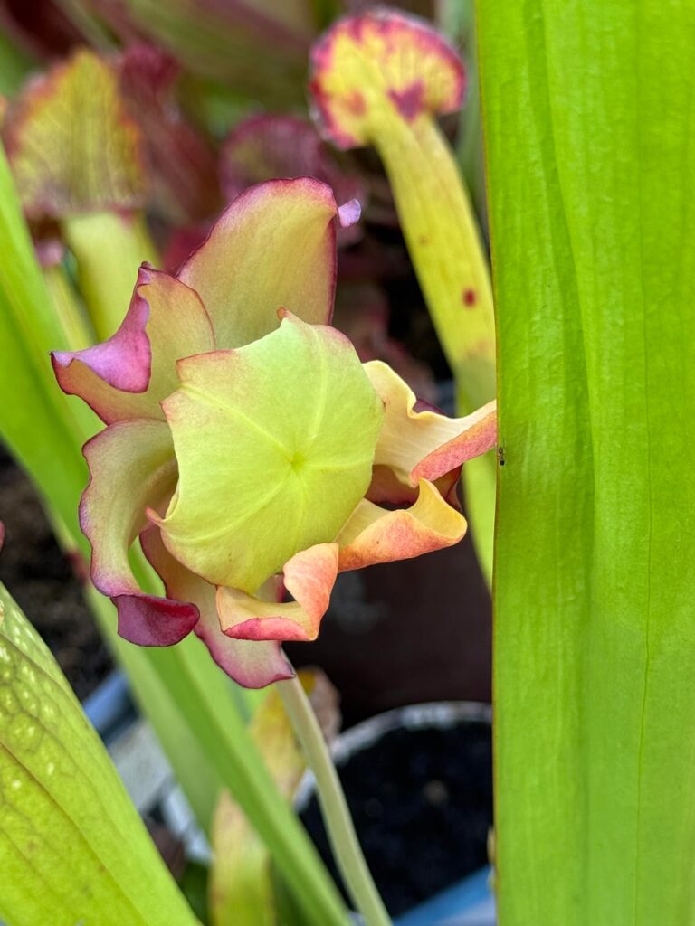 My Sarracenia finally bloomed!