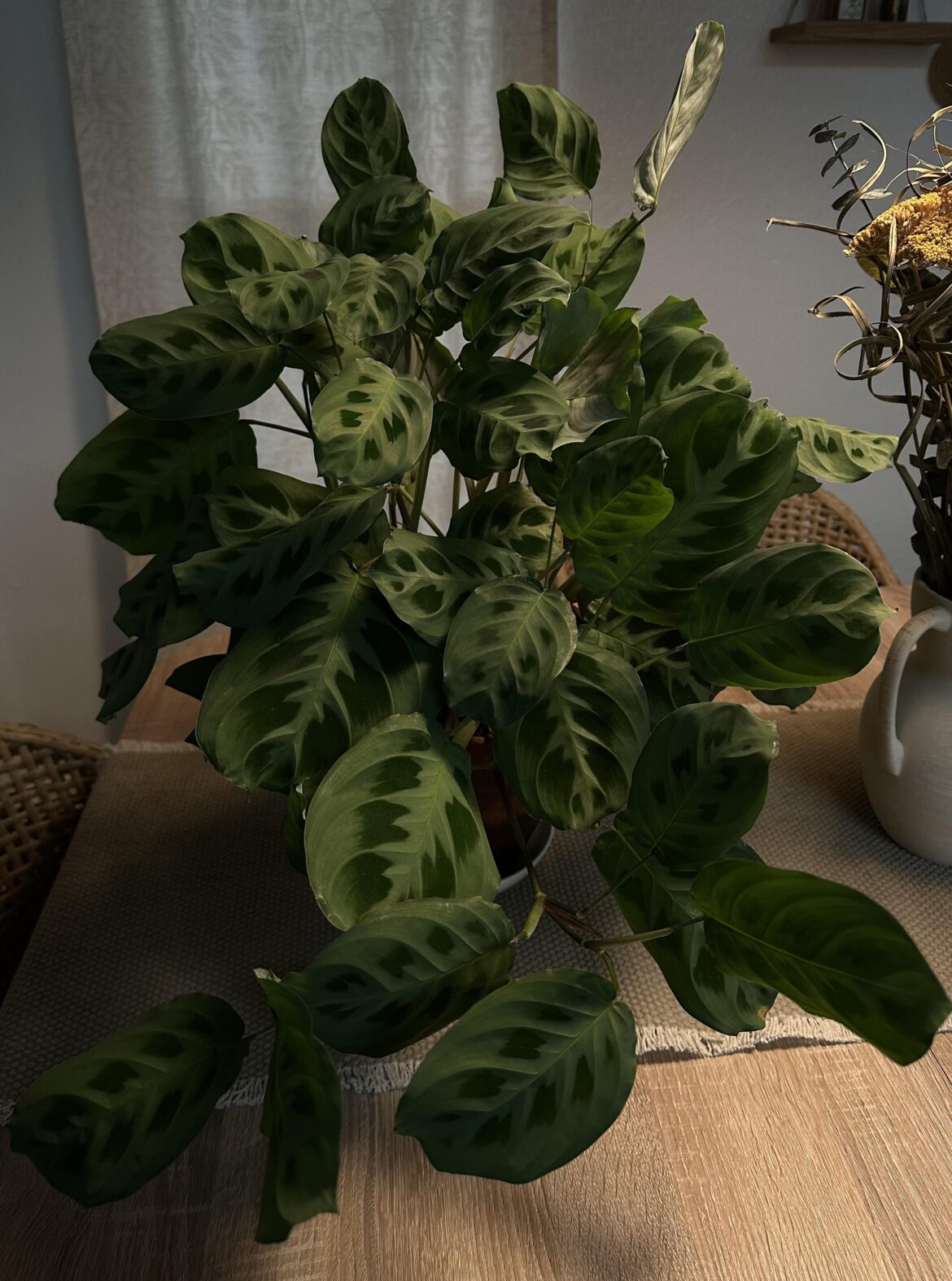 would you believe me if i told you that i had to chop this plant down to the soil and this is her today. thriving. 🥹