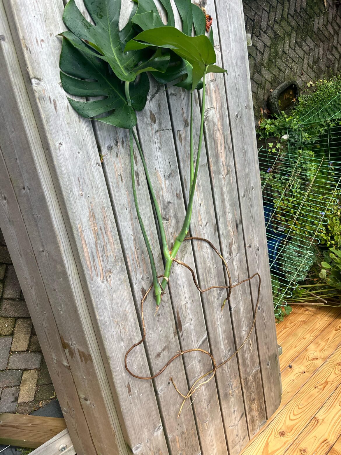 How to propagate this plant?
