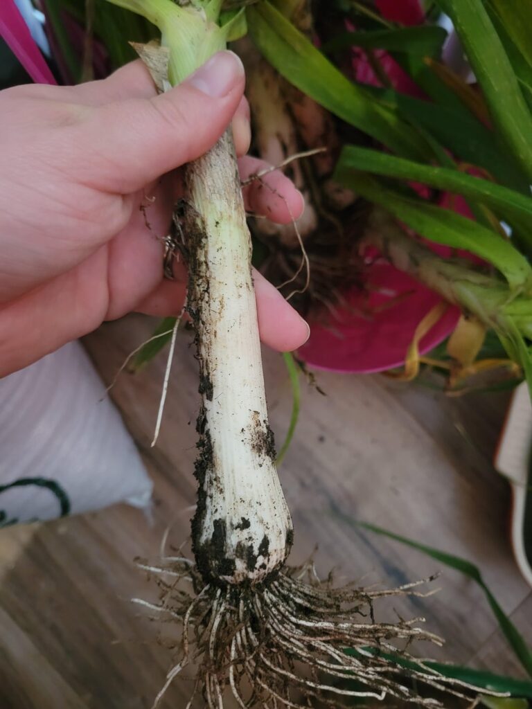 Weird garlic Weird garlic
