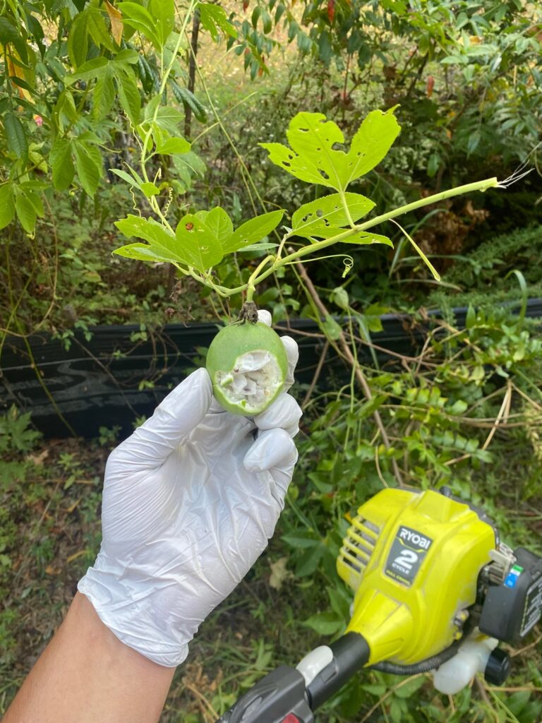 (TN) what is this? It looks like passion fruit but in mid TN