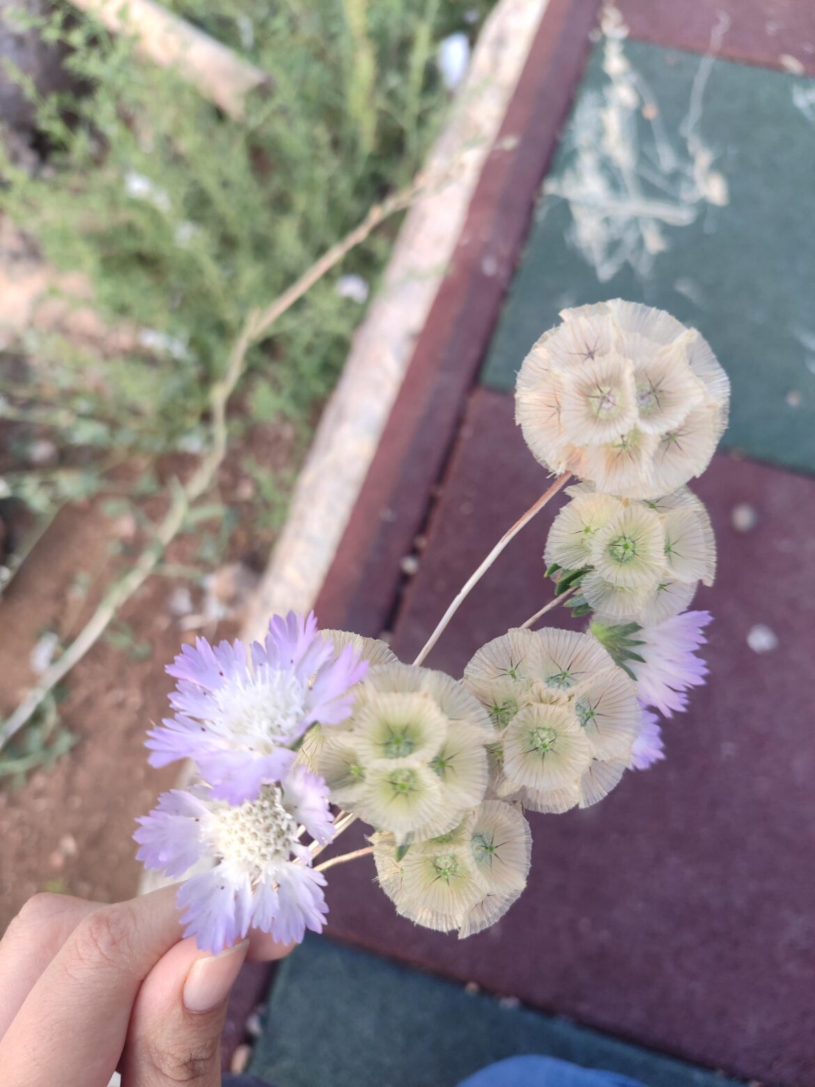 Can anyone tell me what these are?