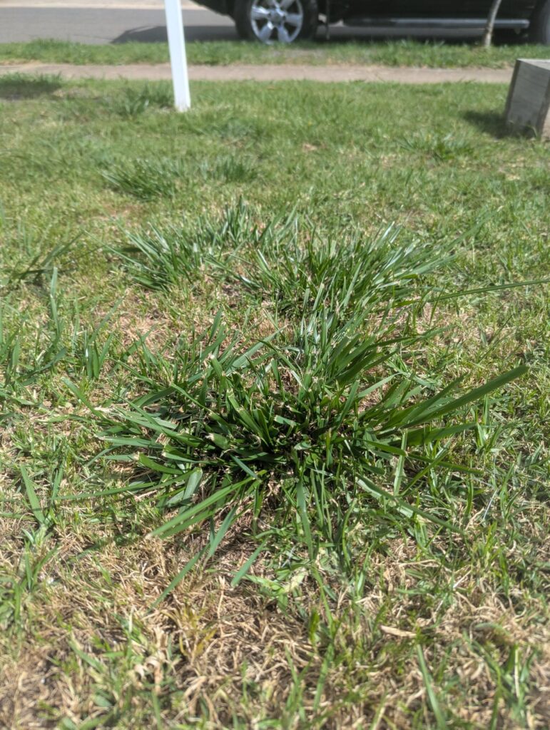 What is this and how can I get rid of them? What is this and how can I get rid of them?