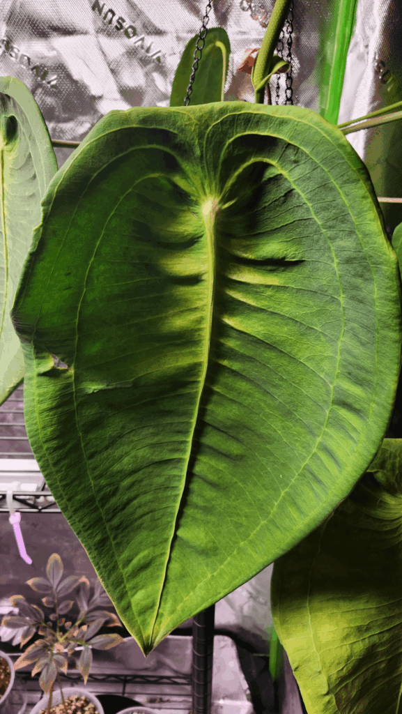 Anthurium peltigerum