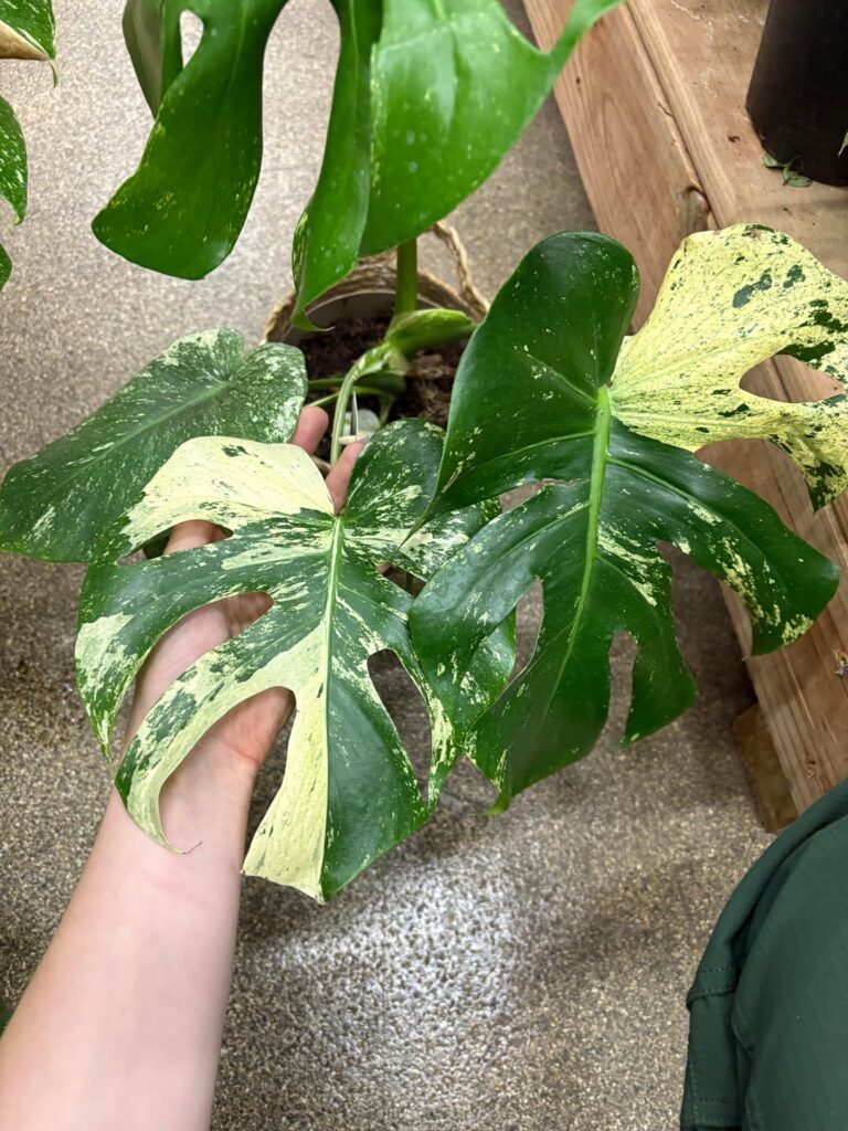 Weird Thai con or mint?