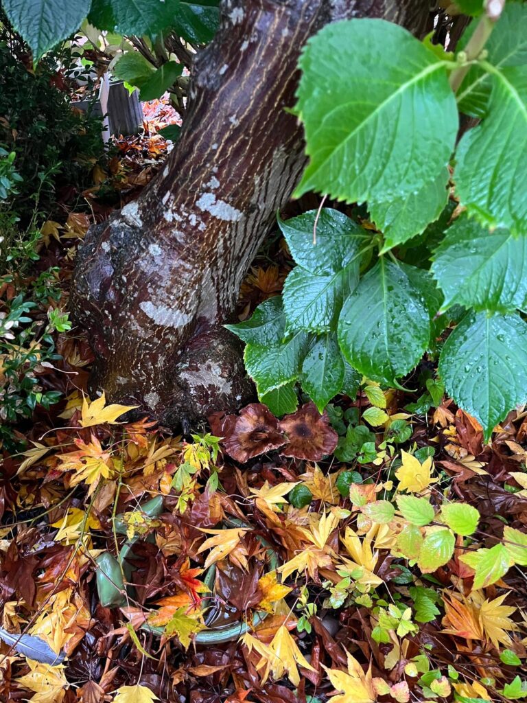 What is this fungus?