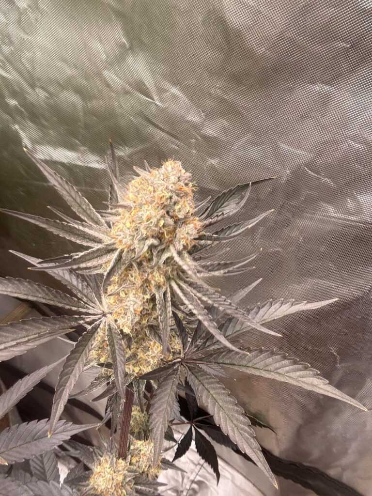 Mimosa x orange punch barneys farm