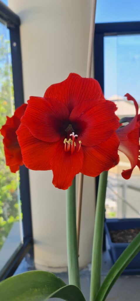 I'm really proud of my hippeastrums