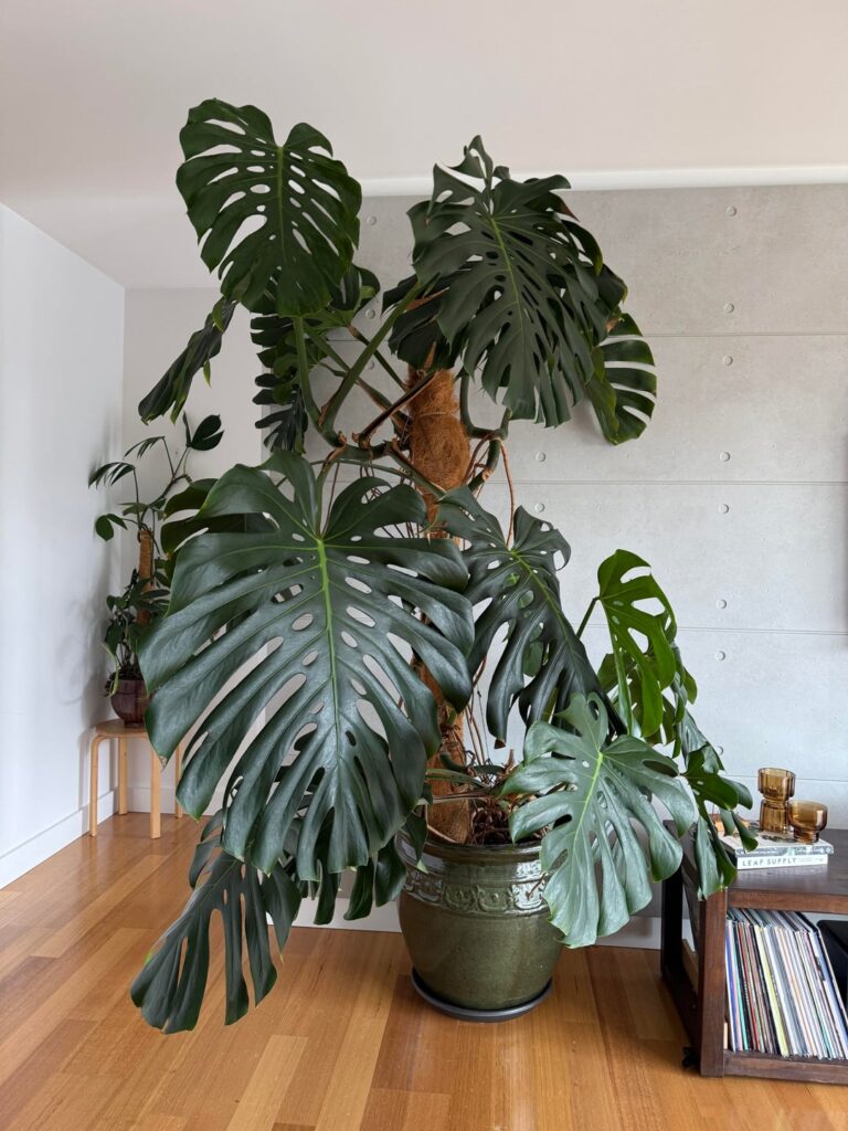 Three months with no new thrips sightings. Can I mark myself safe from the thrippening? Three months with no new thrips sightings. Can I mark myself safe from the thrippening?