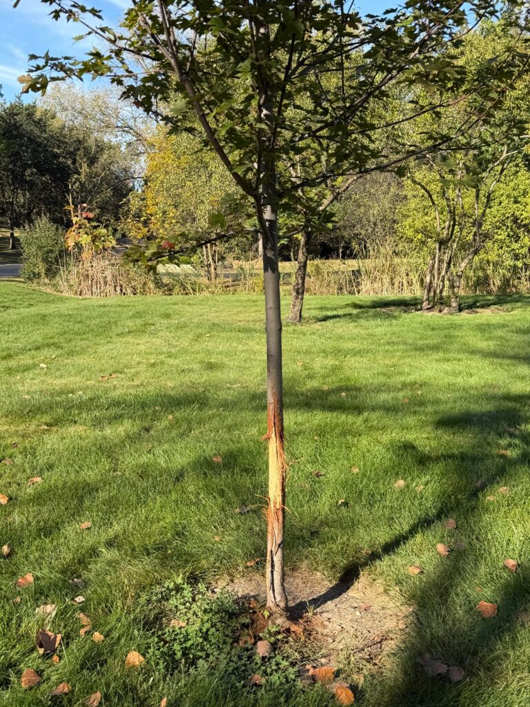 Damaged young maple tree - will it survive?