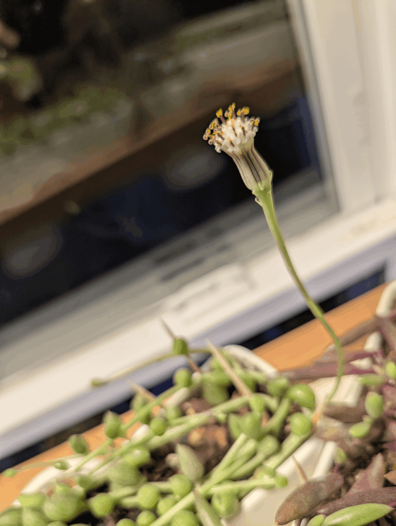 String of Watermelons indoor bloom String of Watermelons indoor bloom