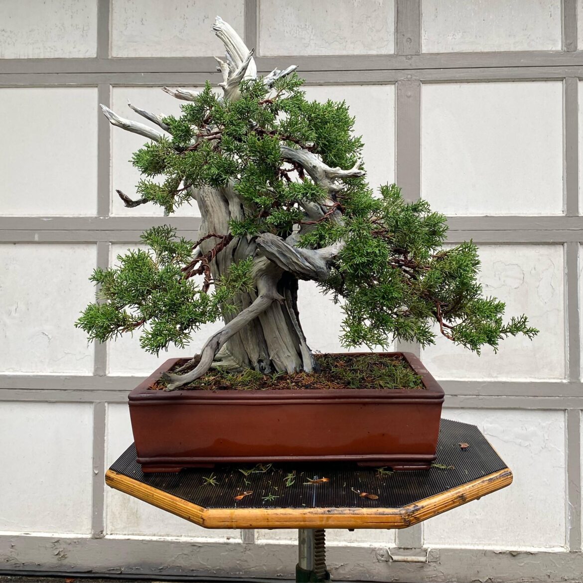 Pretty happy with this tanuki