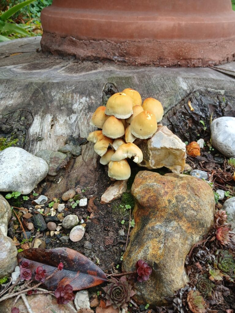 Is this honey fungus?