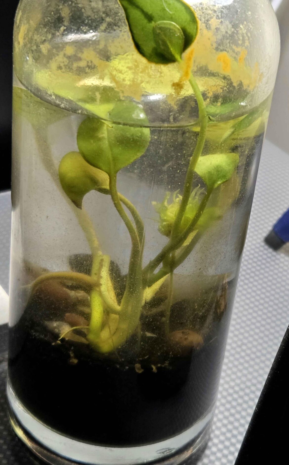 Is my sealed pothos bottle trying to flower under water? (3 yr)