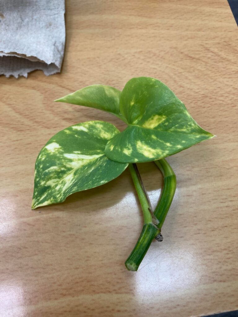 Proplifting from work!